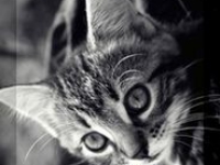 аватарки для стима