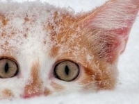 аватарки для вк