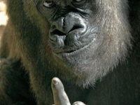 аватарки для вк