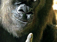 аватарки для вк