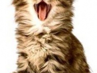 аватарки для вк