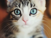 аватарки для вк