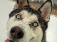 аватарки для вк