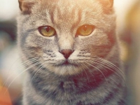 аватарки для вк