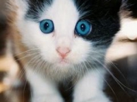 аватарки для вк