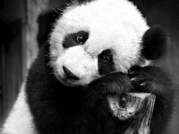 аватарки для вк