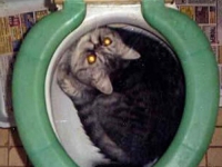 аватарки для вк