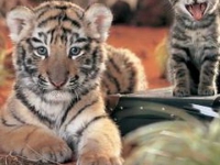 картинки на аватарку